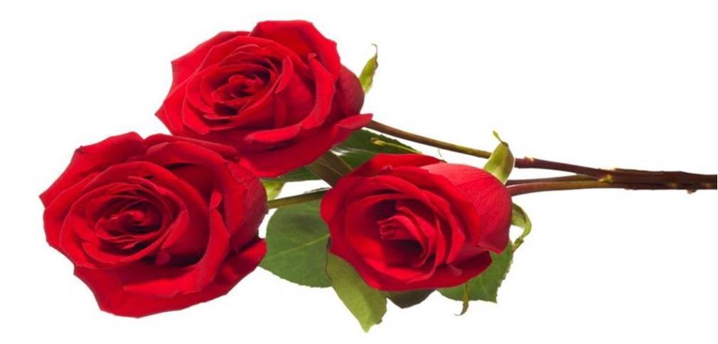 rode roos | Rouwcentrum Scheir, Het leven vieren, één familie tegelijk.